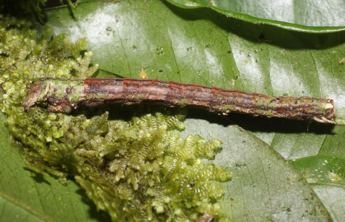  Larva en posición lateral al de <i>Pero protea</i> (Geometridae), U estadio. Sector San Cristóbal, Puente Palma. Voucher 17-SRNP-1910-DHJ704715.jpg.