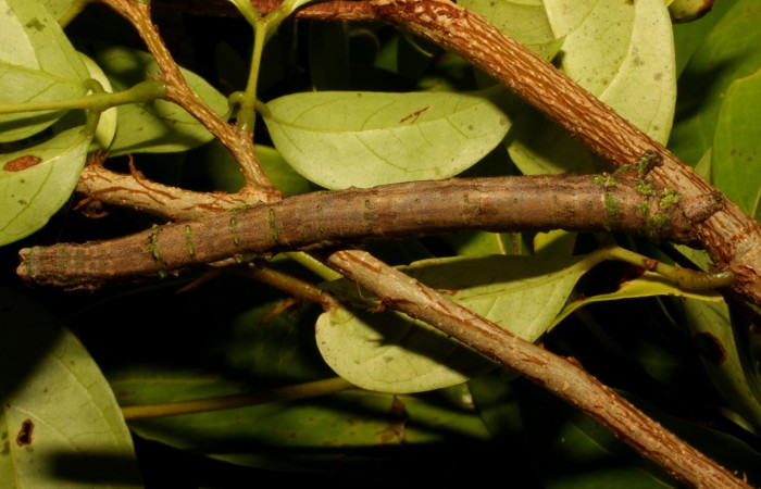  Larva en posición dorsal de <i>Pero coronata</i> (Geometridae), U estadio. Brasilia, Gallinazo. Voucher 21-SRNP-65312-DHJ791162.jpg.