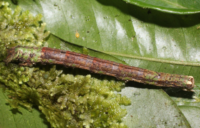 Larva en posición lateral de <i>Pero protea</i> (Geometridae), U estadio. Sector San Cristóbal, Puente Palma. Voucher 17-SRNP-1910-DHJ704716.jpg.