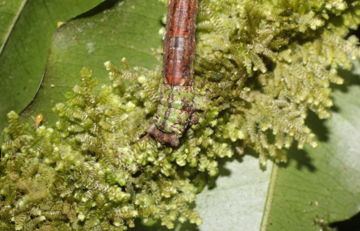  Cola en posición dorsal de <i>Pero protea</i> (Geometridae), U estadio. Sector San Cristóbal, Puente Palma. Voucher 17-SRNP-1910-DHJ704720.jpg.