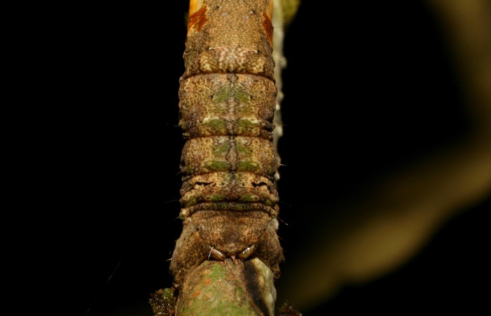 Cola en posición dorsal de <i>Pero protea</i> (Geometridae), U estadio. Sector Pitilla, Sendero Laguna. Voucher 06-SRNP-31627-DHJ412699.jpg.