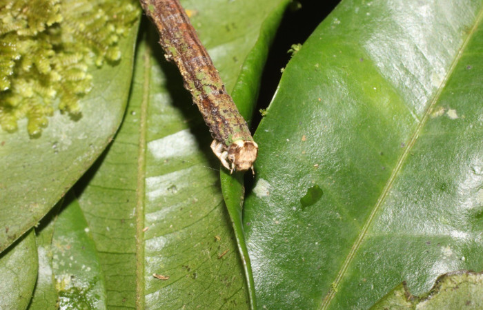  Cabeza en posición lateral de <i>Pero protea</i> (Geometridae), U estadio. Sector San Cristóbal, Puente Palma. Voucher 17-SRNP-1910-DHJ704717.jpg.
