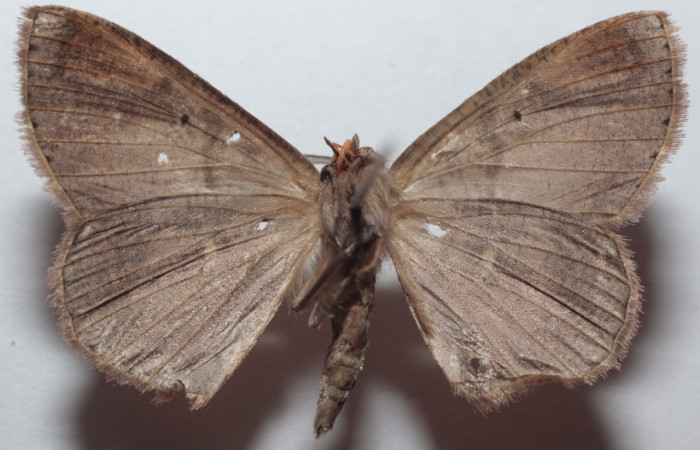 Fig. 1 larva <i>Thysanopyga casperia</i> (Geometridae), vista lateral mide 34mm. Meteorologico, Sector Del Oro, 590m. 21-SRNP-31039-DHJ734458. 