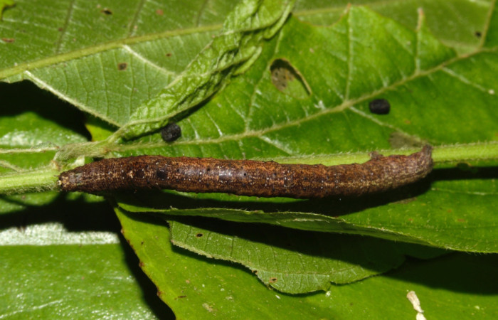 Fig. 6 larva <i>Thysanopyga casperia</i> (Geometridae), vista lateral mide 28mm. Pasmompa, Sector Pitilla, 440m. 22-SRNP-30773-DHJ788433.jpg