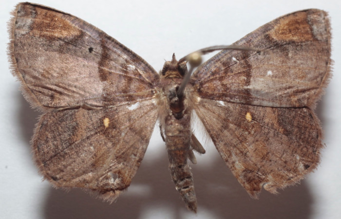 Fig. 8 larva <i>Thysanopyga casperia</i> (Geometridae), vista lateral mide 34mm. Meteorologico, Sector Del Oro, 590m. 21-SRNP-31039-DHJ734458.