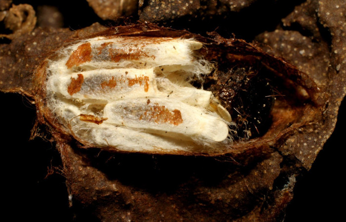 Figura 10. Capullo de avispa, de la familia (Braconidae), <i>Hypomicrogaster luisi</i> parásitos de <i>Dysodia</i> Janzen12 (Thyrididae). Voucher 06-SRNP-5971-DHJ424629.jpg.