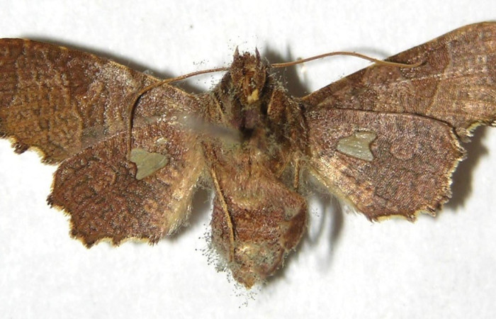 Figura 12. Adulto de <i>Dysodia</i> Janzen12 (Thyrididae), Vista dorsal. Voucher 07-SRNP-65038-DHJ383017.jpg.