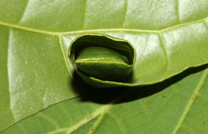 Figura 5. Casita de <i>Dysodia</i> Janzen12 (Thyrididae). Voucher 13-SRNP-30411-DHJ700587.jpg.