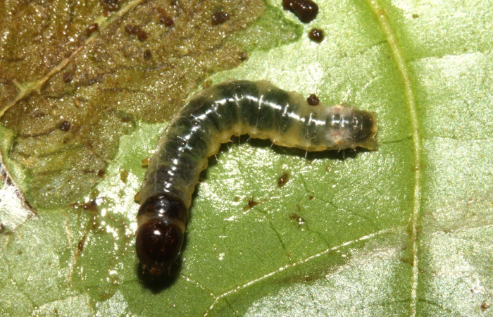 Figura 2. <i>Dysodia</i> Janzen12 (Thyrididae), tercer estadio posición dorsal, Estación Pitilla. Voucher. 13-SRNP-30411-DHJ700593.jpg.