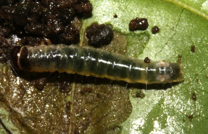 Figura 6. Casita abierta de <i>Dysodia</i> Janzen12 (Thyrididae). Voucher 13-SRNP-30411-DHJ700594.jpg.