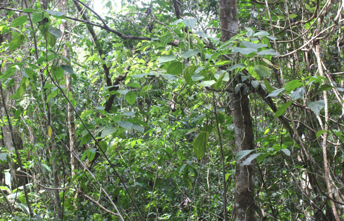 Fig. 01. Habito de <i>Acalypha macrostachya</i> (Euphorbiaceae). Camino a Estación Pitilla, margen de camino en bosque Pasmompa. Fotagrafia Calixto Moraga, Pasmompa 09 Abril 2024.