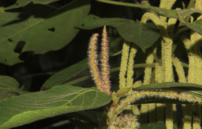 Fig.06. Vista lateral de flores de <i>Acalypha macrostachya</i> (Euphorbiaceae). Camino a Estación Pitilla, margen de camino en bosque Pasmompa. Fotagrafia Calixto Moraga, Pasmompa 09 Abril 2024.
