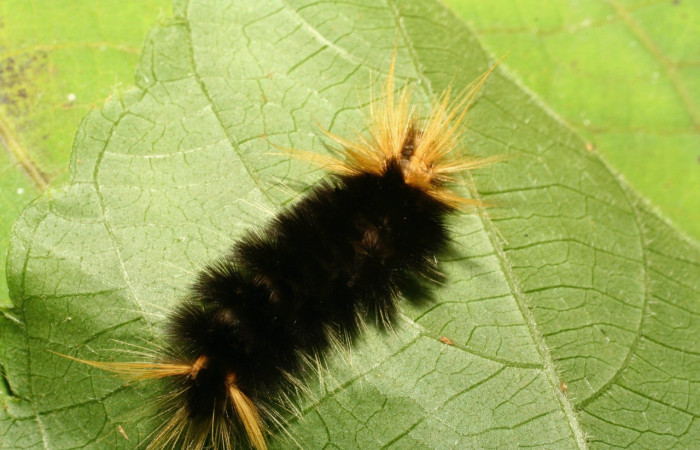 Fig.09. Larva de Arctiinae, <i>Halysidota pectenella</i> (Erebidae) en último estadío alimentándose de <i>Acalypha macrostachya</i> (Euphorbiaceae). Voucher: 08-SRNP-32188-DHJ445903.jpg.