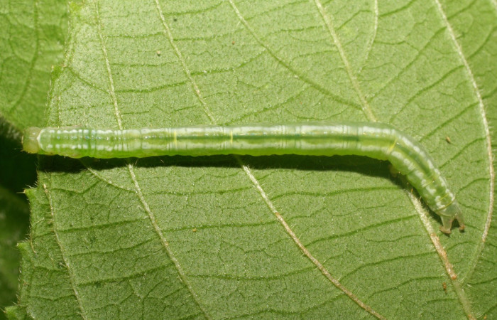 Fig.12. Larva de Boletobiinae, <i>Cecharismena flaviceps</i> (Erebidae) en tercer estadío alimentándose de <i>Acalypha macrostachya</i> (Euphorbiaceae). Voucher: 07-SRNP-23818-DHJ430004.jpg.