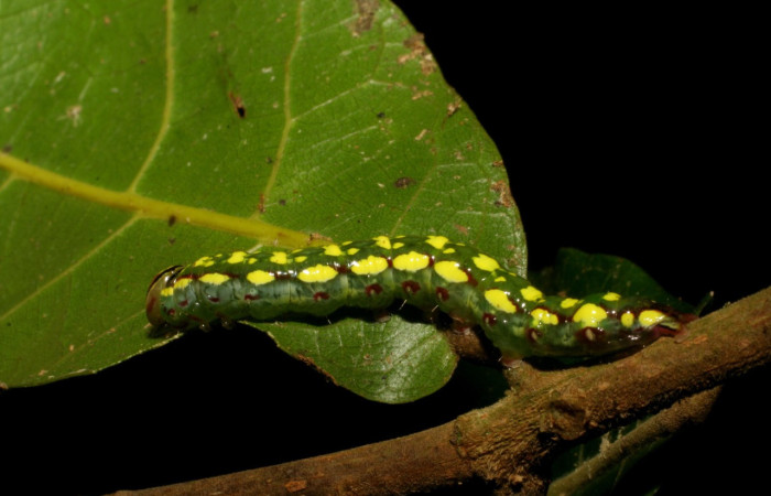 Figura 2. <i>Disphragis danala</i> (Notodontidae). En PU, vista lateral.  Voucher. 05-SRNP-48721-DHJ408106.