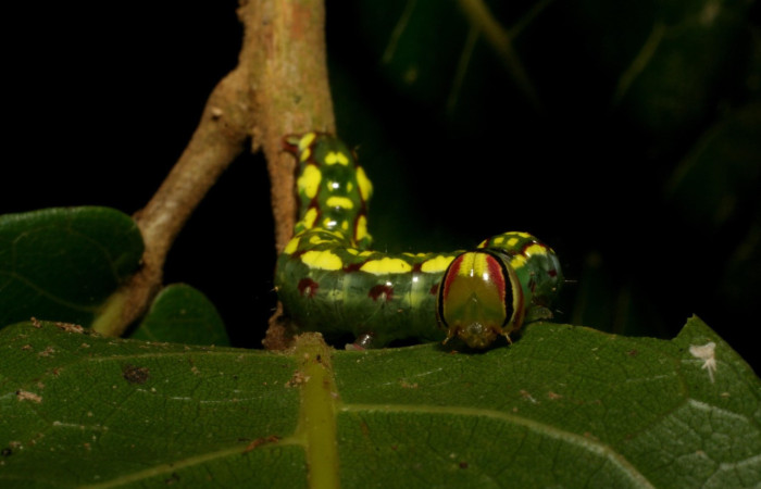Figura 3. <i>Disphragis danala</i> (Notodontidae). En PU, vista frontal Voucher. 05-SRNP-48721-DHJ408107.