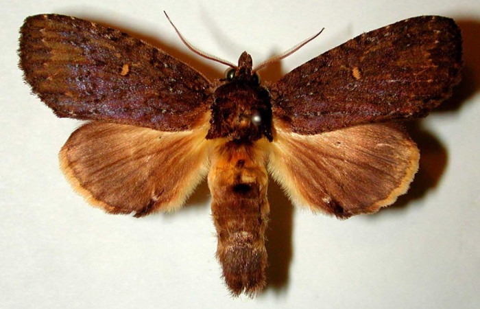 Figura 9. Adulto <i>Xylodonta guarana</i> (Notodontidae). Vista dorsal. Voucher, 81- SRNP-1093-DHJ32362.