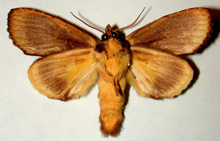 Figura 10. Adulto <i>Xylodonta guarana</i> (Notodontidae). ista ventral. Voucher, 81- SRNP-1093-DHJ32363.