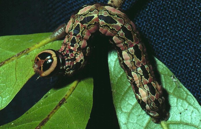 Figura 5. <i>Disphragis danala</i> (Notodontidae). En último estadio, vista dorsal. Voucher. 81-SRNP-1093-DHJ3367.