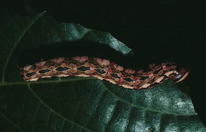 Figura 6. <i>Disphragis danala</i> (Notodontidae). En último estadio, detalle centro-dorsal. Voucher 90-SRNP-126-DHJ12317.