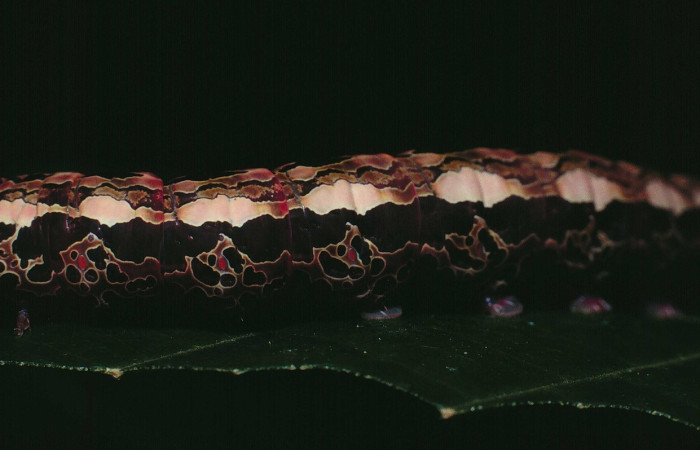 Figura 7. <i>Disphragis danala</i> (Notodontidae). En último estadio, detalle centro lateral.Voucher. 90-SRNP-126-DHJ12318.