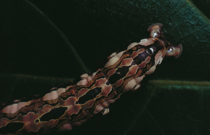 Figura 13. <i>Disphragis danala</i> (Notodontidae). En ultimo estadio, Vista dorsal, Voucher 90-SRNP-126-DHJ12319.