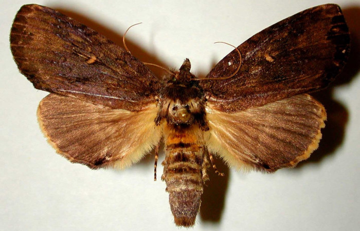 Figura 17. Adulto <i>Xylodonta guarana</i> (Notodontidae). Vista dorsal Voucher,96- SRNP-10067-DHJ32360.