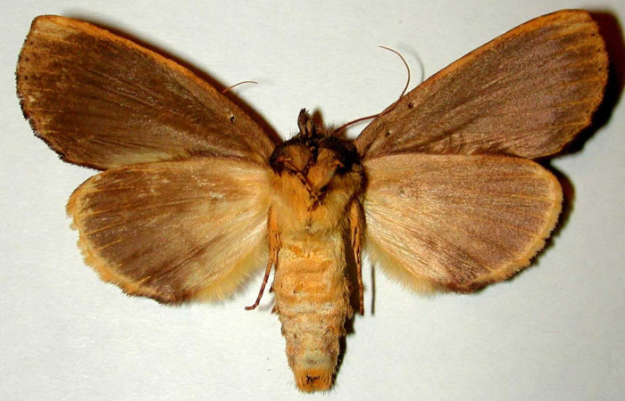 Figura 18. Adulto <i>Xylodonta guarana</i> (Notodontidae). Vista dorsal Voucher,96-SRNP-10067- DHJ32361.