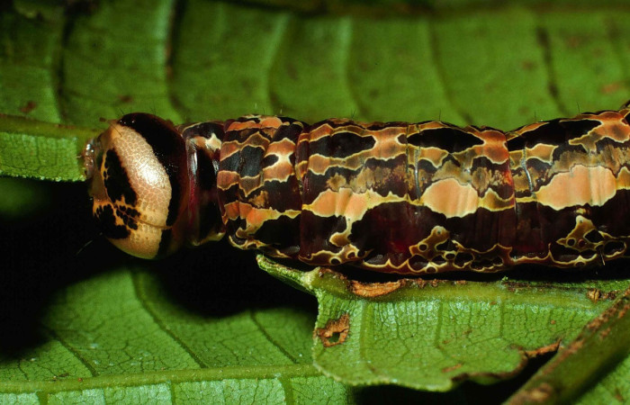 Figura 15. <i>Disphragis danala</i> (Notodontidae). En ultimo estadio, Vista dorsal mostrando la larva alimentandoce, Voucher 99- SRNP-1151-DHJ50550.