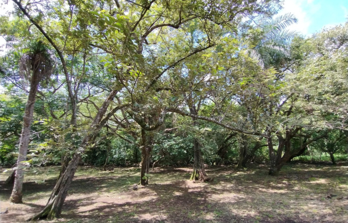 Árboles de guácimo (Guazuma ulmifolia), entre en bosque seco del área de picnic del séctor Santa Rosa