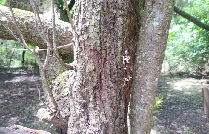 Corteza con grietas y presencia de musgo y líquenes, debido a la humedad de la época lluviosa