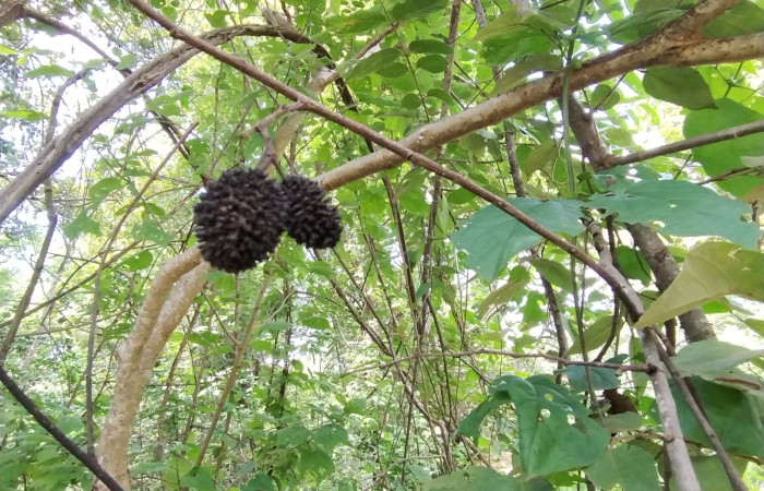 Frutos que se encuentran todavía presentes en el árbol, en época de lluvia.