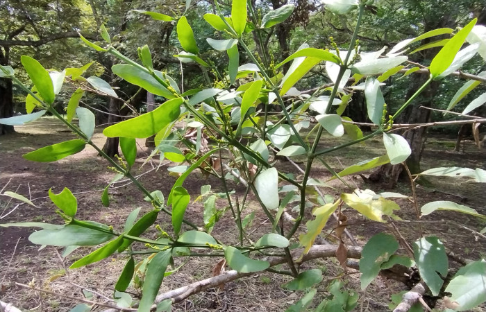 Es muy común observar en las ramas de esta especie la invasión del Phoradendron