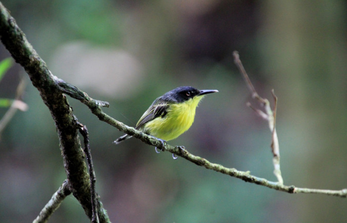 Fig. 1 Common Tody-Flycatcher Espatulilla común <i>Todirostrum cinereum</i> (Tyrannidae). Rio Sábalo, Finca Uno Sector Inocentes ACG. 08 de agosto 2024 Fotografía. Roster Moraga