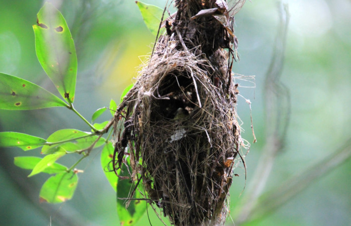 Fig. 2 Common Tody-Flycatcher Espatulilla común <i>Todirostrum cinereum</i> (Tyrannidae). Rio Sábalo Finca Uno, Sector Inocentes ACG. 08 de agosto 2024 Fotografía. Roster Moraga
