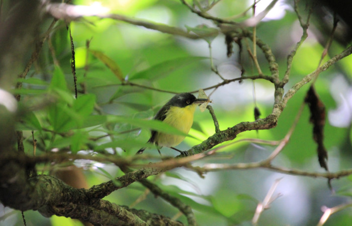 Fig. 3 Common Tody-Flycatcher Espatulilla común <i>Todirostrum cinereum</i> (Tyrannidae). Llevando una pequeña mariposa a sus pollos; Rio Sábalo Finca Uno, Sector Inocentes ACG. 13 de agosto 2024 Fotografía. Roster Moraga