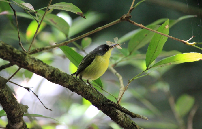 Fig. 4 Common Tody-Flycatcher Espatulilla común <i>Todirostrum cinereum</i> (Tyrannidae). Llevando una pequeña mariposa a sus pollos; Rio Sábalo Finca Uno, Sector Inocentes ACG. 13 de agosto 2024 Fotografía. Roster Moraga