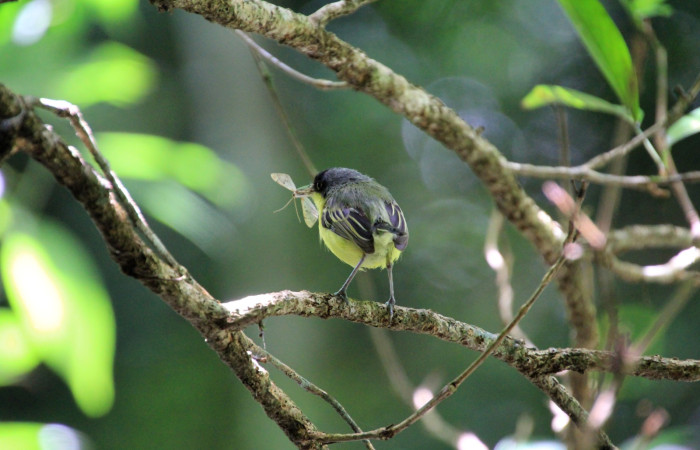 Fig. 5 Common Tody-Flycatcher Espatulilla común <i>Todirostrum cinereum</i> (Tyrannidae). Llevando una pequeña mariposa a sus pollos; Rio Sábalo Finca Uno, Sector Inocentes ACG. 13 de agosto 2024 Fotografía. Roster Moraga