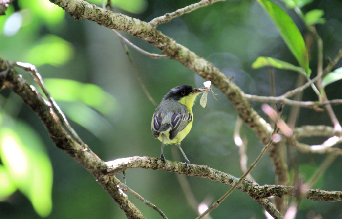 Fig. 6 Common Tody-Flycatcher Espatulilla común <i>Todirostrum cinereum</i> (Tyrannidae). Llevando una pequeña mariposa a sus pollos; Rio Sábalo Finca Uno, Sector Inocentes ACG. 13 de agosto 2024 Fotografía. Roster Moraga