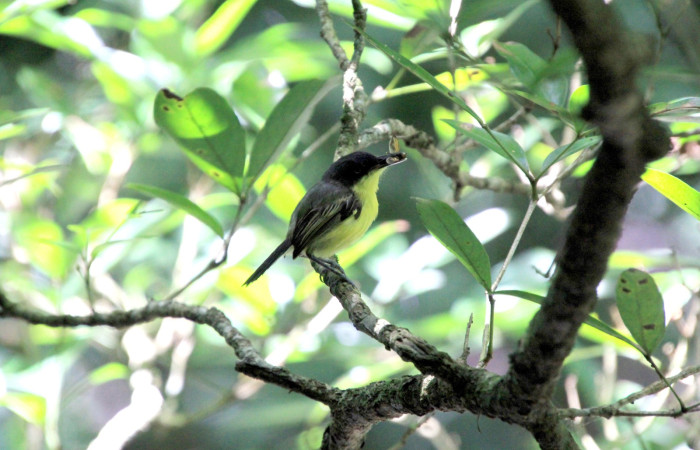 Fig. 7 Common Tody-Flycatcher Espatulilla común <i>Todirostrum cinereum</i> (Tyrannidae). Llevando una mosca a sus pollos; Rio Sábalo Finca Uno, Sector Inocentes ACG. 13 de agosto 2024 Fotografía. Roster Moraga