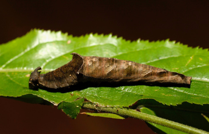 Figura 23. Larva <i>Zaretis crawfordhilli</i> (Nymphalidae) que se alimenta de hojas de <i>Casearia tremula</i> (Salicaceae), localidad Sendero Cuestona Sector Pitilla, Area de Conservación Guanacaste (ACG) (640m). Voucher: 14-SRNP-30039-DHJ802029.jpg.