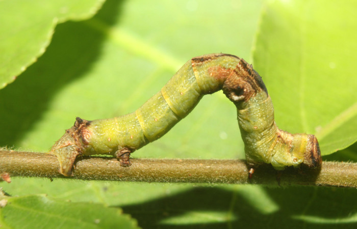 Figura 13. Larva <i>Iridopsis</i> herseDHJ04 (Geometridae) que se alimenta de hojas de <i>Casearia tremula</i> (Salicaceae), localidad Sendero Manguera Estación Biológica Quica Sector Pitilla, Area de Conservación Guanacaste (ACG) (470m). Voucher: 17-SRNP-71461-DHJ738092.jpg.