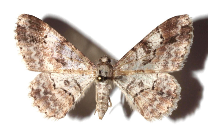 Figura 14. Adulto de <i>Iridopsis</i> herseDHJ04 (Geometridae), vista dorsal, localidad Quebradona Estación Biológica Quica Sector Pitilla, Area de Conservación Guanacaste (ACG) (475m). Voucher: 17-SRNP-71482-DHJ931576.jpg.