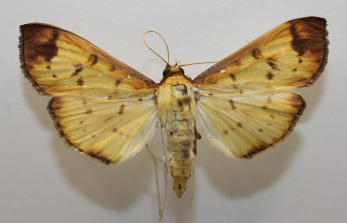 Figura 16. Adulto de <i>Syllepte</i> amandoDHJ02 (Crambidae), vista dorsal, localidad Medrano Estación Biológica Quica Sector Pitilla, Area de Conservación Guanacaste (ACG) (380m). Voucher: 20-SRNP-71319-DHJ956844.jpg.