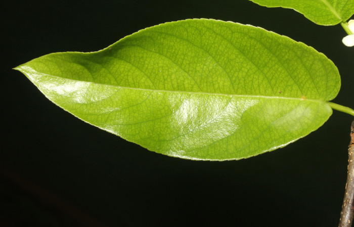 Figura 4. <i>Casearia tremula</i> (Salicaceae), vista haz de hoja, localidad Quebradona Estación Biológica Quica Sector Pitilla, Area de Conservación Guanacaste (ACG) (475m). Foto. Ricardo Calero 10 Mayo 2018.