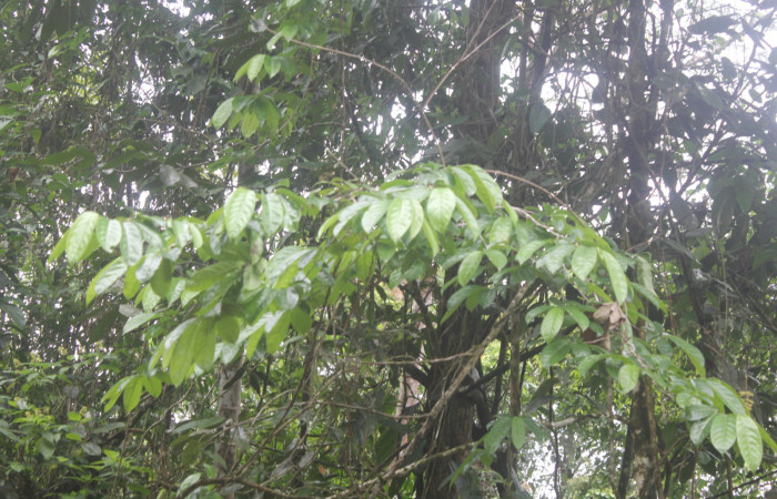 Figura 2. Arbol <i>Casearia tremula</i> (Salicaceae), localidad Quebradona Estación Biológica Quica Sector Pitilla, Area de Conservación Guanacaste (ACG) (475m). Foto. Ricardo Calero 19 Junio 2024.
