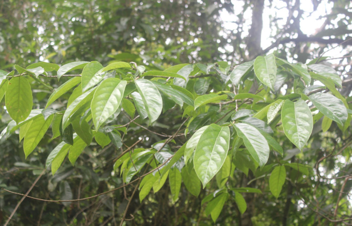 Figura 1. Arbol <i>Casearia tremula</i> (Salicaceae), localidad Quebradona Estación Biológica Quica Sector Pitilla, Area de Conservación Guanacaste (ACG) (475m). Foto. Ricardo Calero 19 Junio 2024.