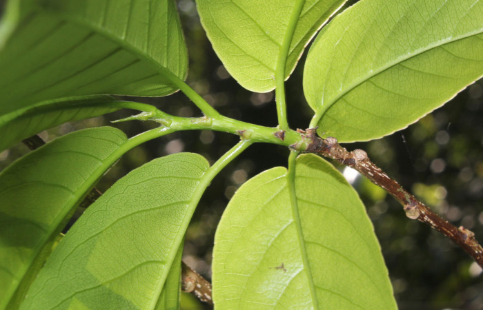 Figura 5. <i>Casearia tremula</i> (Salicaceae), vista envés de hojas, localidad Quebradona Estación Biológica Quica Sector Pitilla, Area de Conservación Guanacaste (ACG) (475m). Foto. Ricardo Calero 10 Mayo 2018.