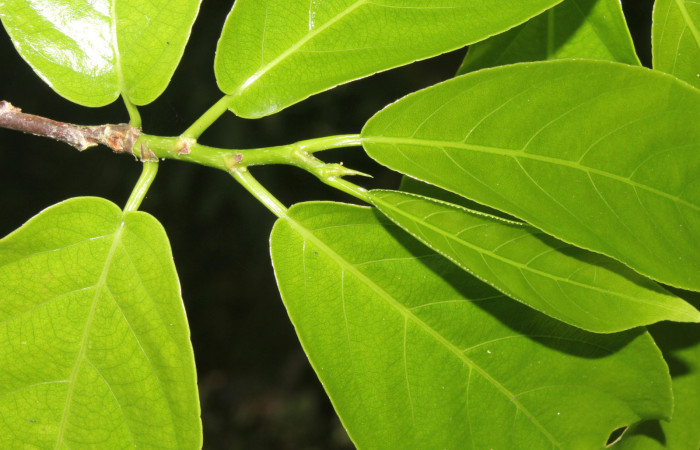 Figura 3. <i>Casearia tremula</i> (Salicaceae), vista haz de hojas, localidad Quebradona Estación Biológica Quica Sector Pitilla, Area de Conservación Guanacaste (ACG) (475m). Foto. Ricardo Calero10 Mayo 2018.