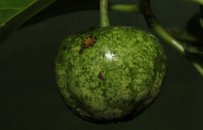 Figura 10. <i>Casearia tremula</i> (Salicaceae), vista fruto, localidad Quebradona Estación Biológica Quica Sector Pitilla, Area de Conservación Guanacaste (ACG) (475m). Foto. Ricardo Calero 23 Mayo 2018.